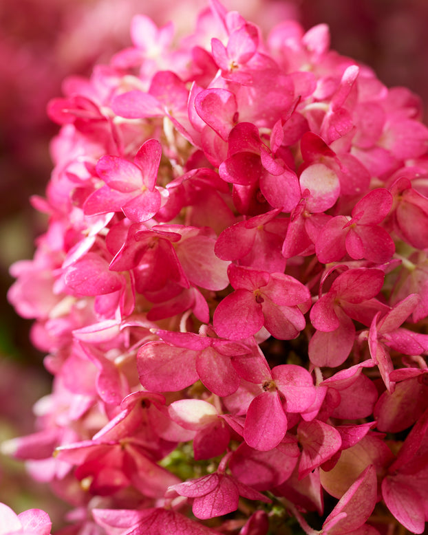 Hydrangea 'Little Rosy'