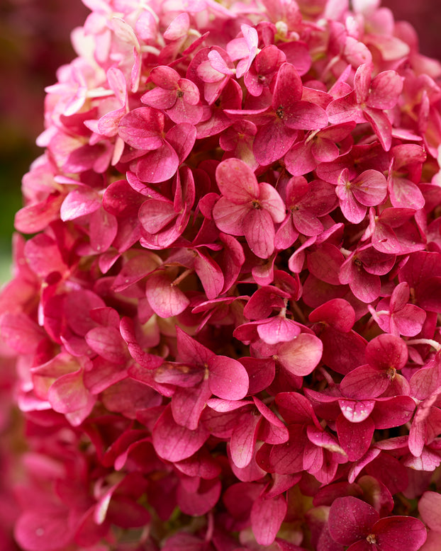 Hydrangea 'Little Rosy'