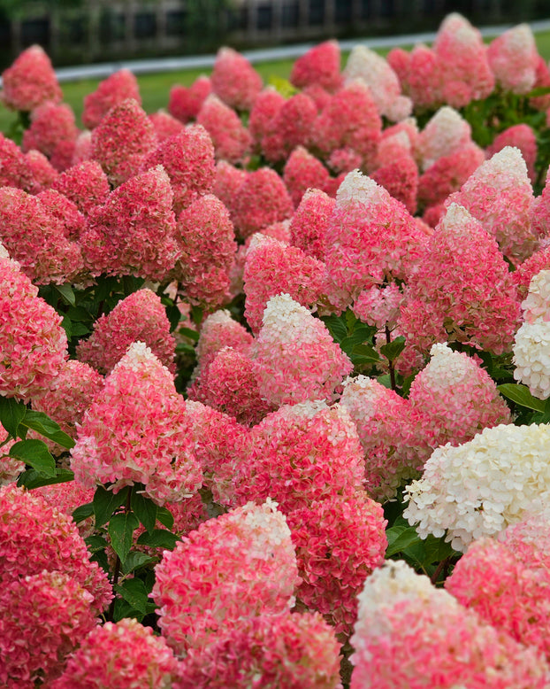 Hydrangea 'Living Pink & Rose'