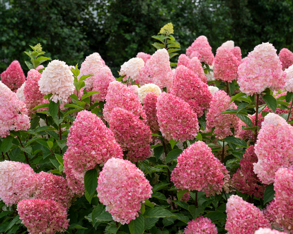 Hydrangea 'Living Pink & Rose'