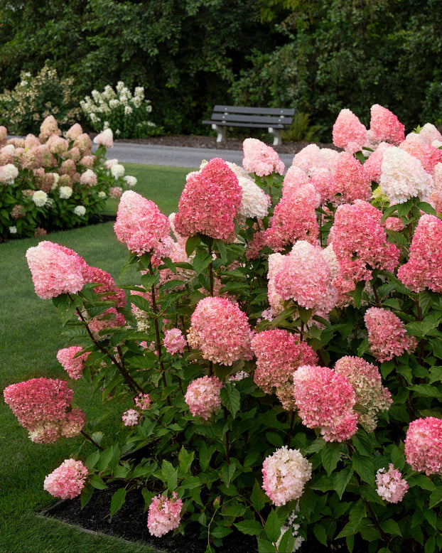 Pink and white hydrangeas in a garden setting with a bench and trees in the background.