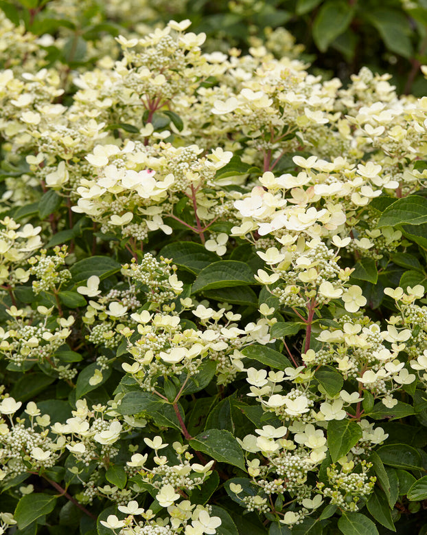 Hydrangea 'Polestar'
