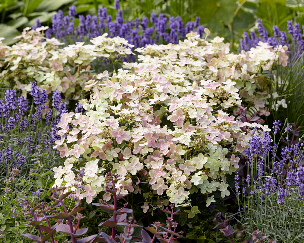 Hydrangea 'Polestar'