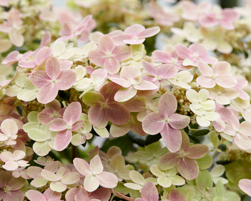 Hydrangea 'Polestar'