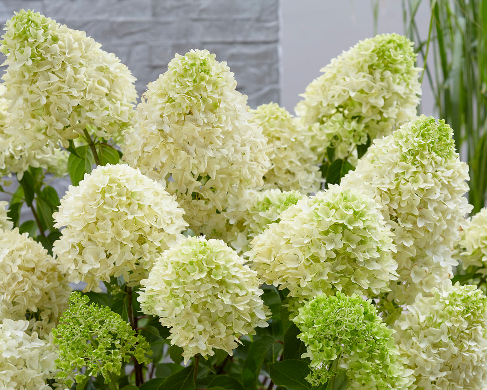 Hydrangea 'Skyfall'
