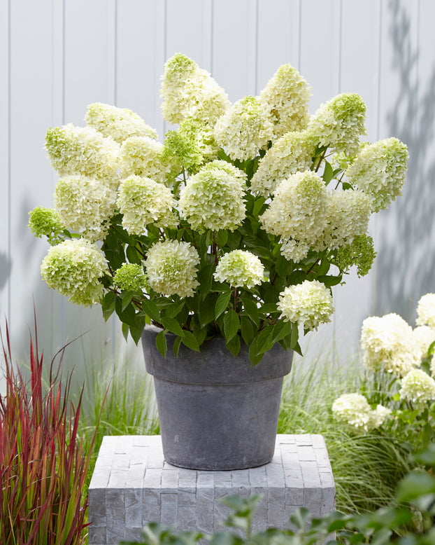 Hydrangea 'Skyfall'