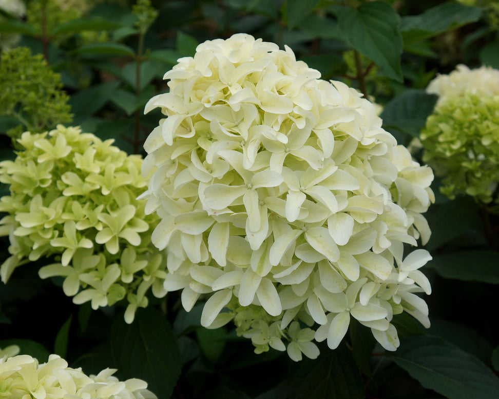 Hydrangea 'Skyfall'