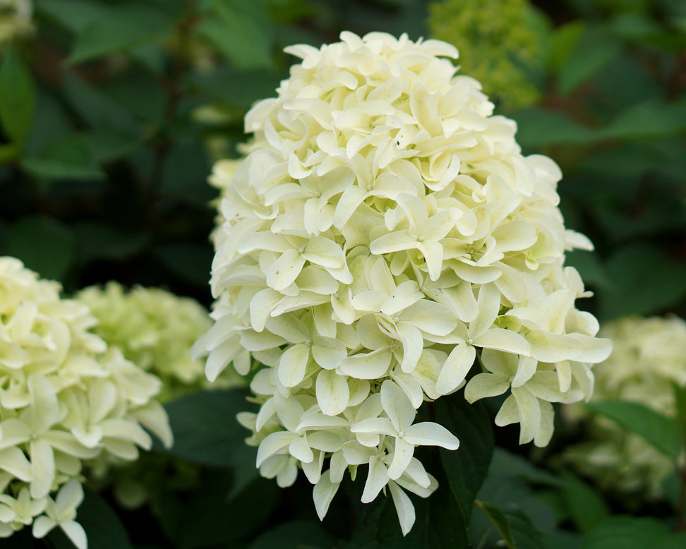 Hydrangea 'Skyfall'