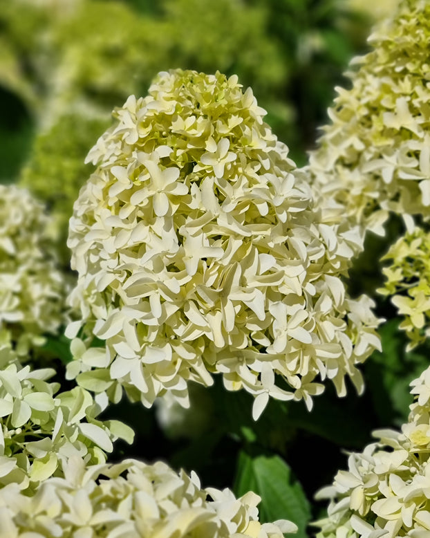 Hydrangea 'Skyfall'