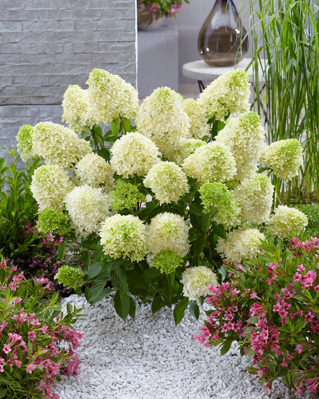 Hydrangea 'Skyfall'