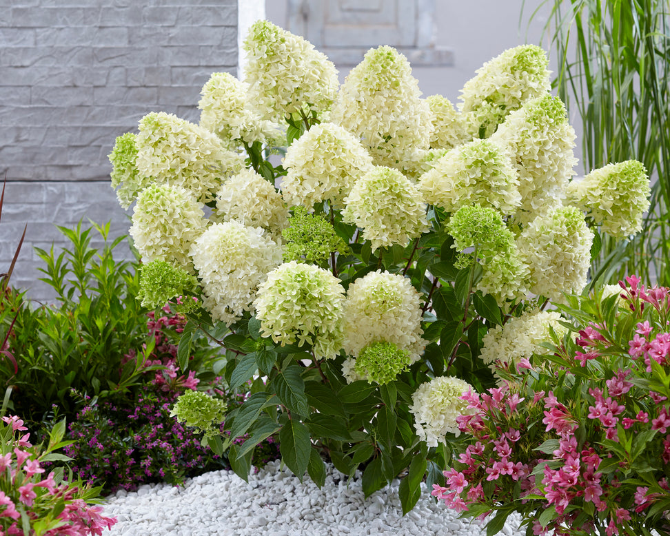 Hydrangea 'Skyfall'