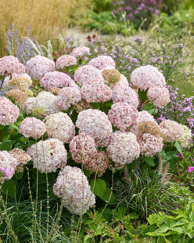 Hydrangea 'Stand Up Pink'