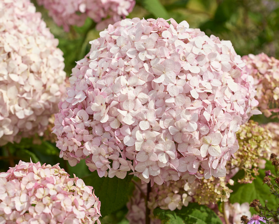 Hydrangea 'Stand Up Pink'