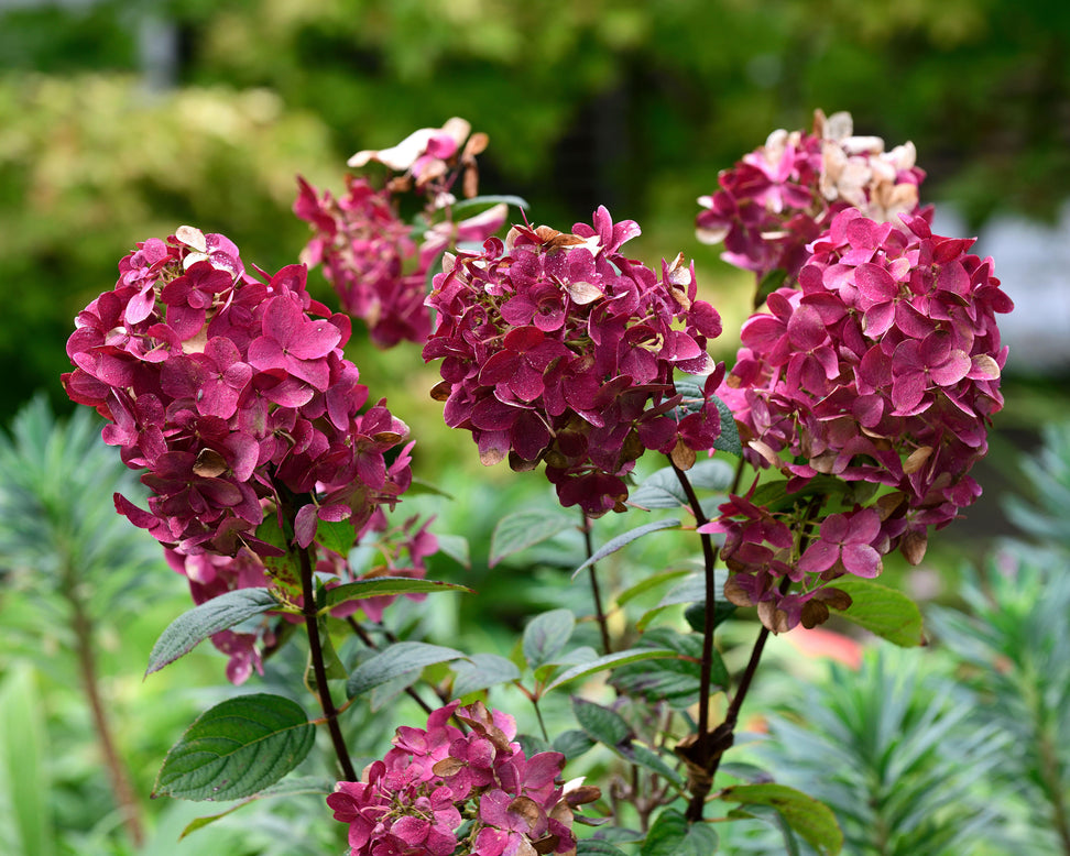 Hydrangea 'Wim's Red'