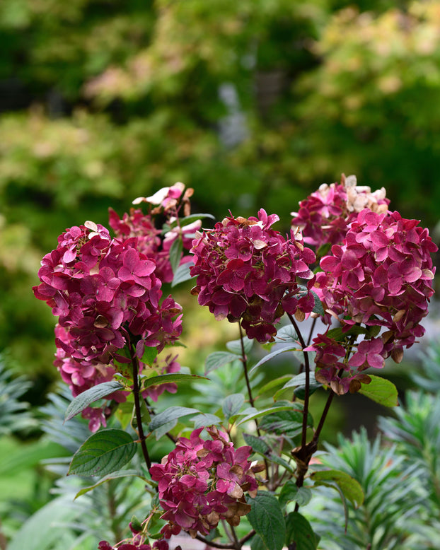Hydrangea 'Wim's Red'