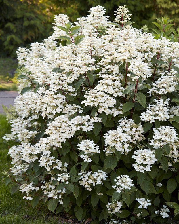 Hydrangea 'Wim's Red'