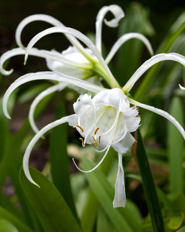 Hymenocallis littoralis