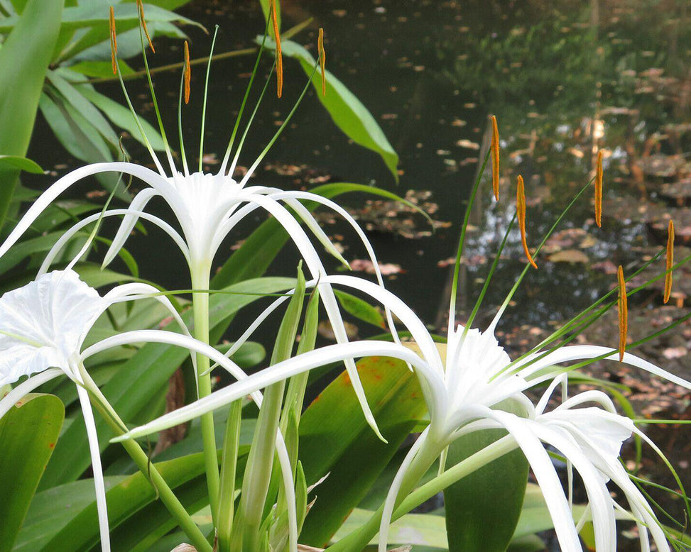 Hymenocallis littoralis