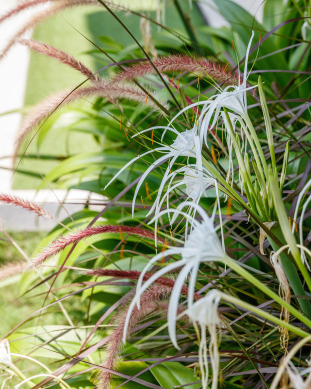 Hymenocallis littoralis