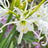 Hymenocallis