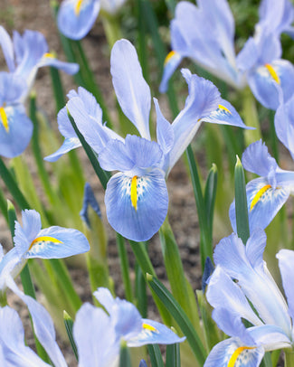 Iris 'Blue Planet' Iris 'Blue Planet'