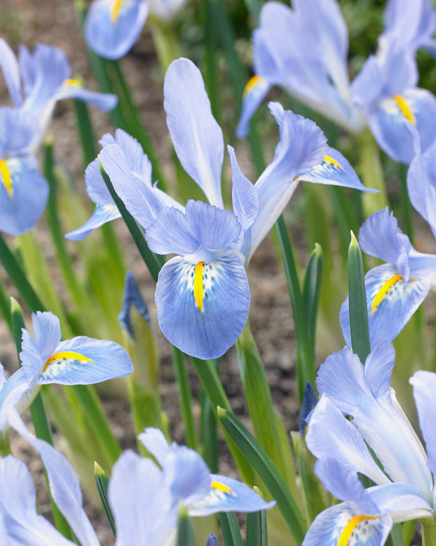 Iris 'Blue Planet'