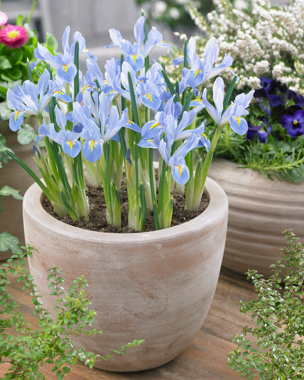 Iris 'Blue Planet'