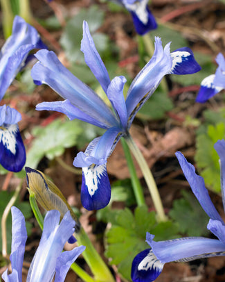 Iris 'Clairette' Iris 'Clairette'