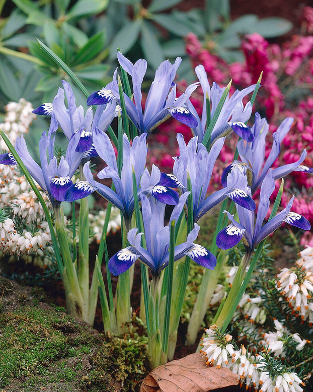 Iris 'Clairette'