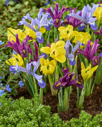 Iris 'Dwarf Mix' Iris 'Dwarf Mix'