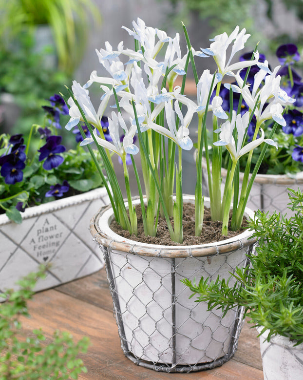 Iris 'Frozen Planet'