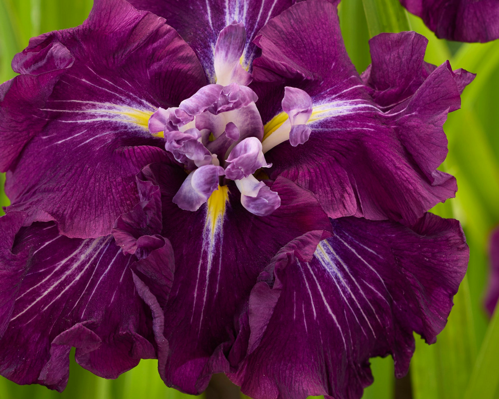 Iris ensata 'Imperial Burgundy'