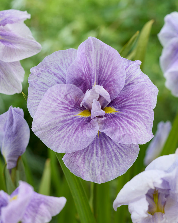 Iris ensata 'Imperial Rose Veined'