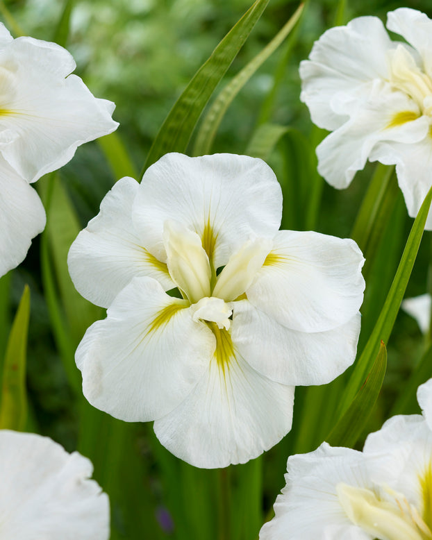 Iris ensata 'Imperial White'