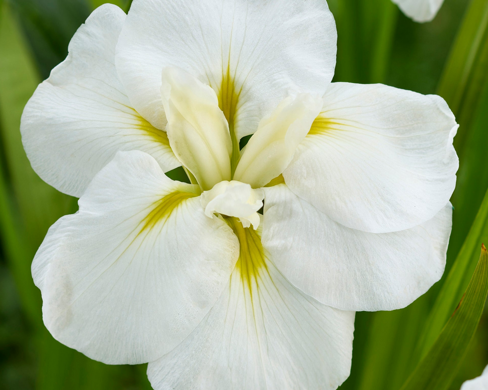 Iris ensata 'Imperial White'