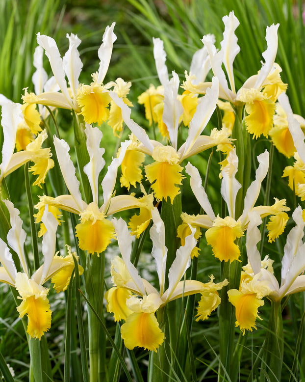 Dutch Iris 'Lemon Shark'