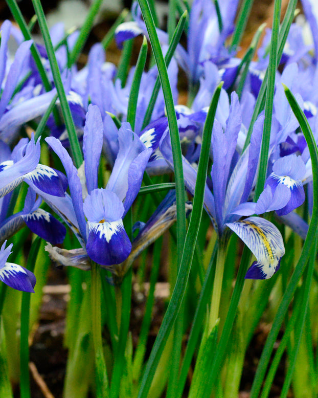 Iris 'Clairette'