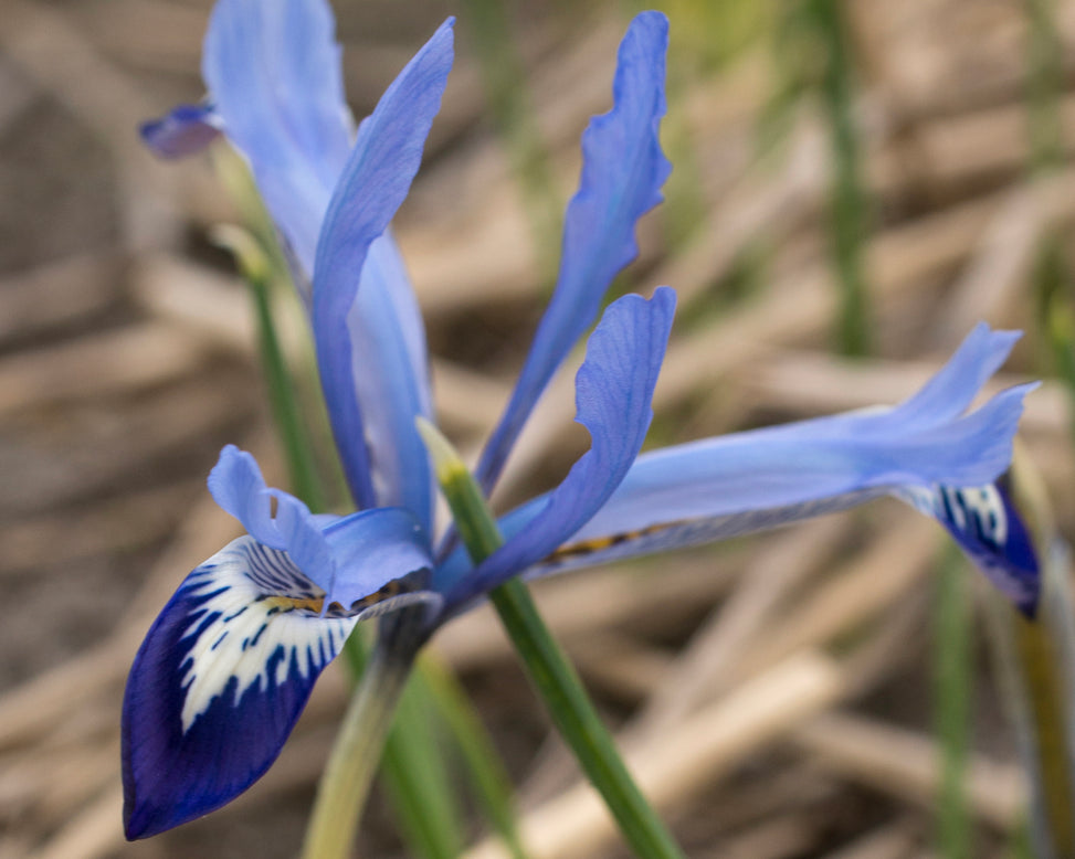 Iris 'Clairette'