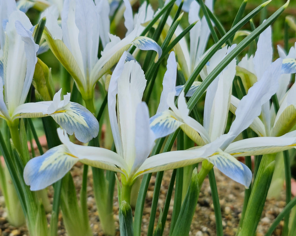 Iris 'Frozen Planet'