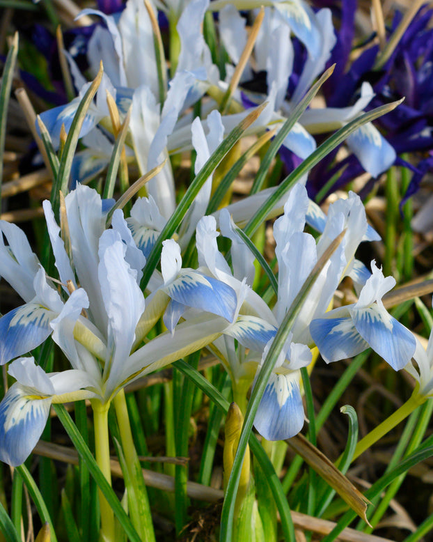 Iris 'Frozen Planet'