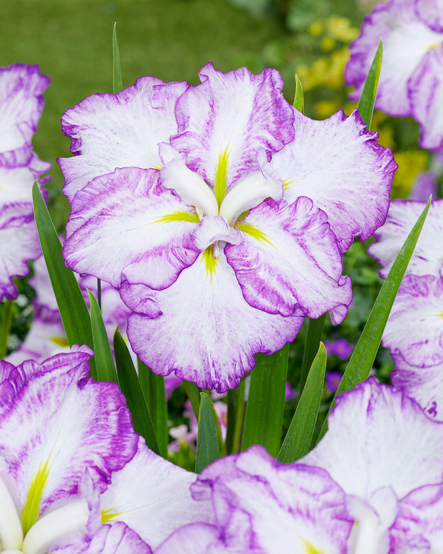 Iris ensata 'Tiramisu'