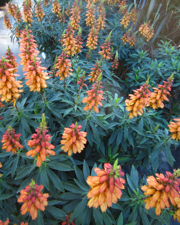 Digitalis canariensis 'Bella'