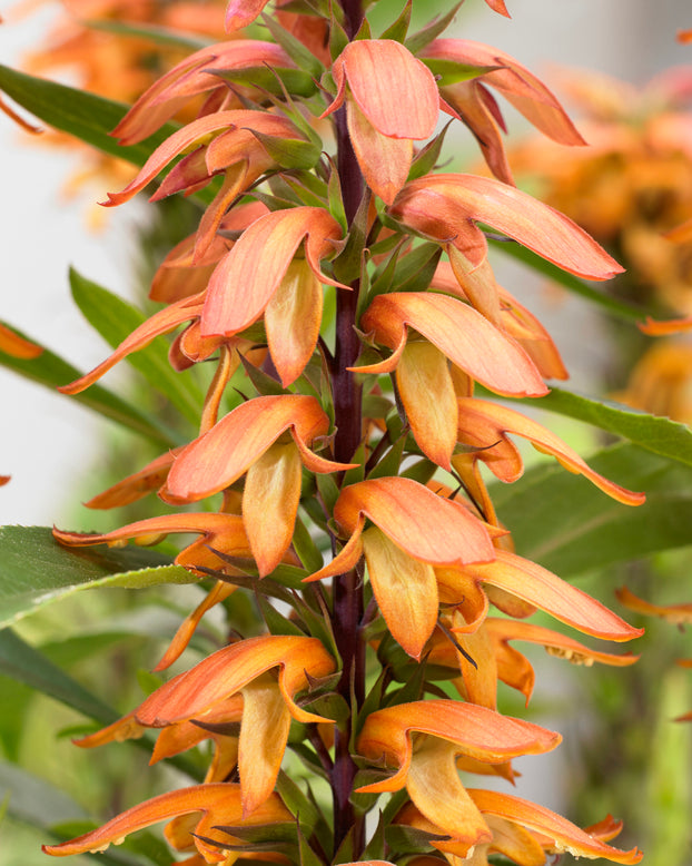 Digitalis canariensis 'Bella'