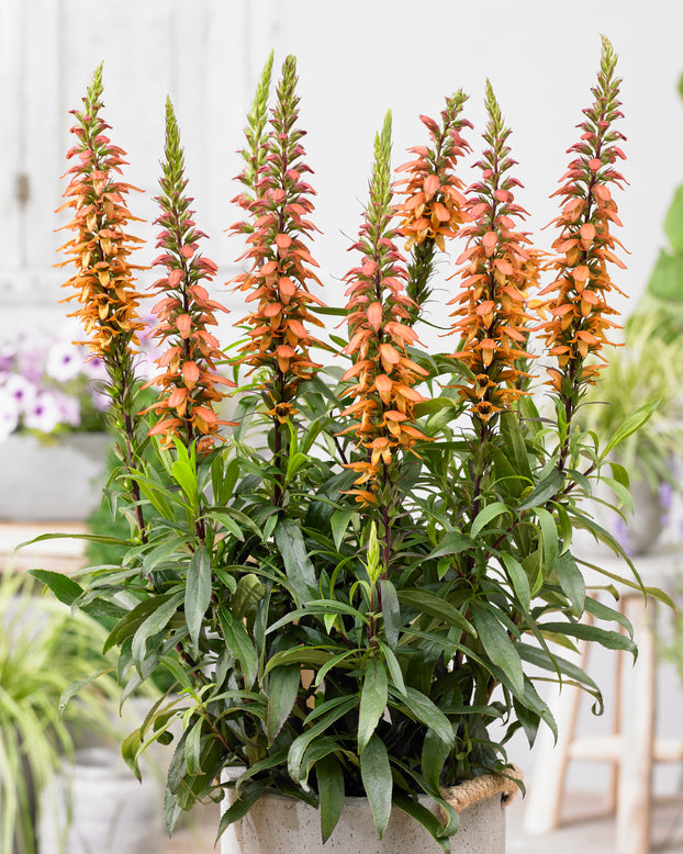 Digitalis canariensis 'Bella'