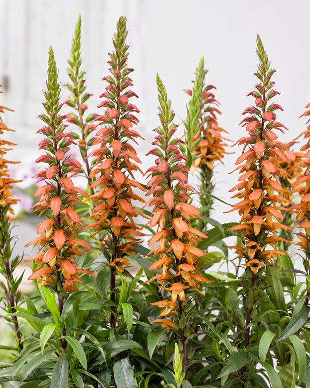 Digitalis canariensis 'Bella'