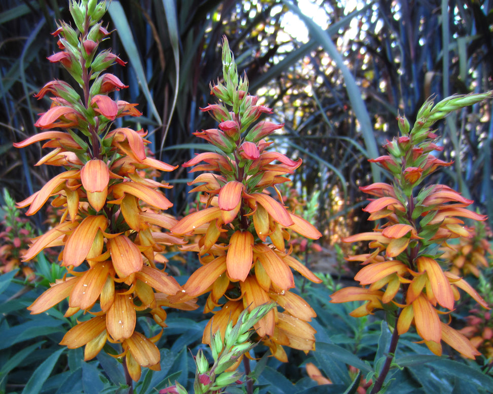 Digitalis canariensis 'Bella'