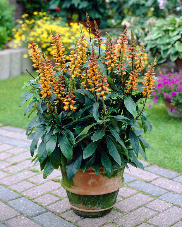 Digitalis canariensis 'Bella'