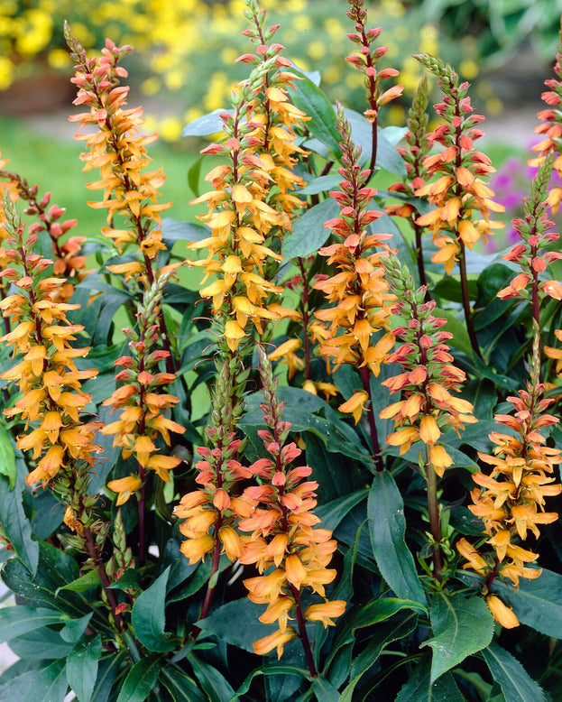 Digitalis canariensis 'Bella'