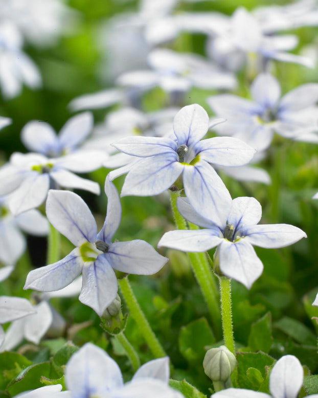 Isotoma fluviatilis 'White'