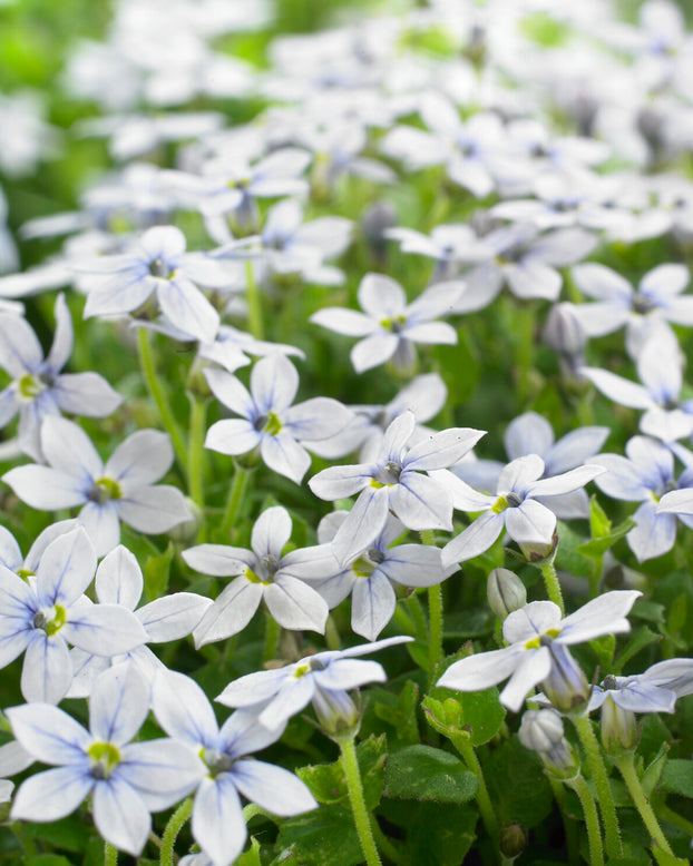 Isotoma fluviatilis 'White'